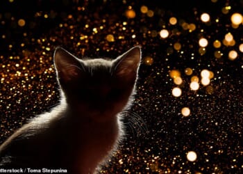 Ordeal: A reader's cats are being left terrified by their neighbours frequent firework displays