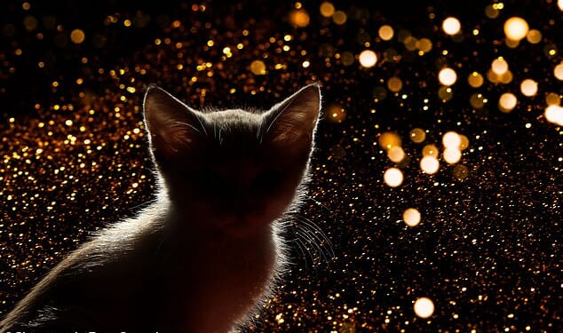 Ordeal: A reader's cats are being left terrified by their neighbours frequent firework displays