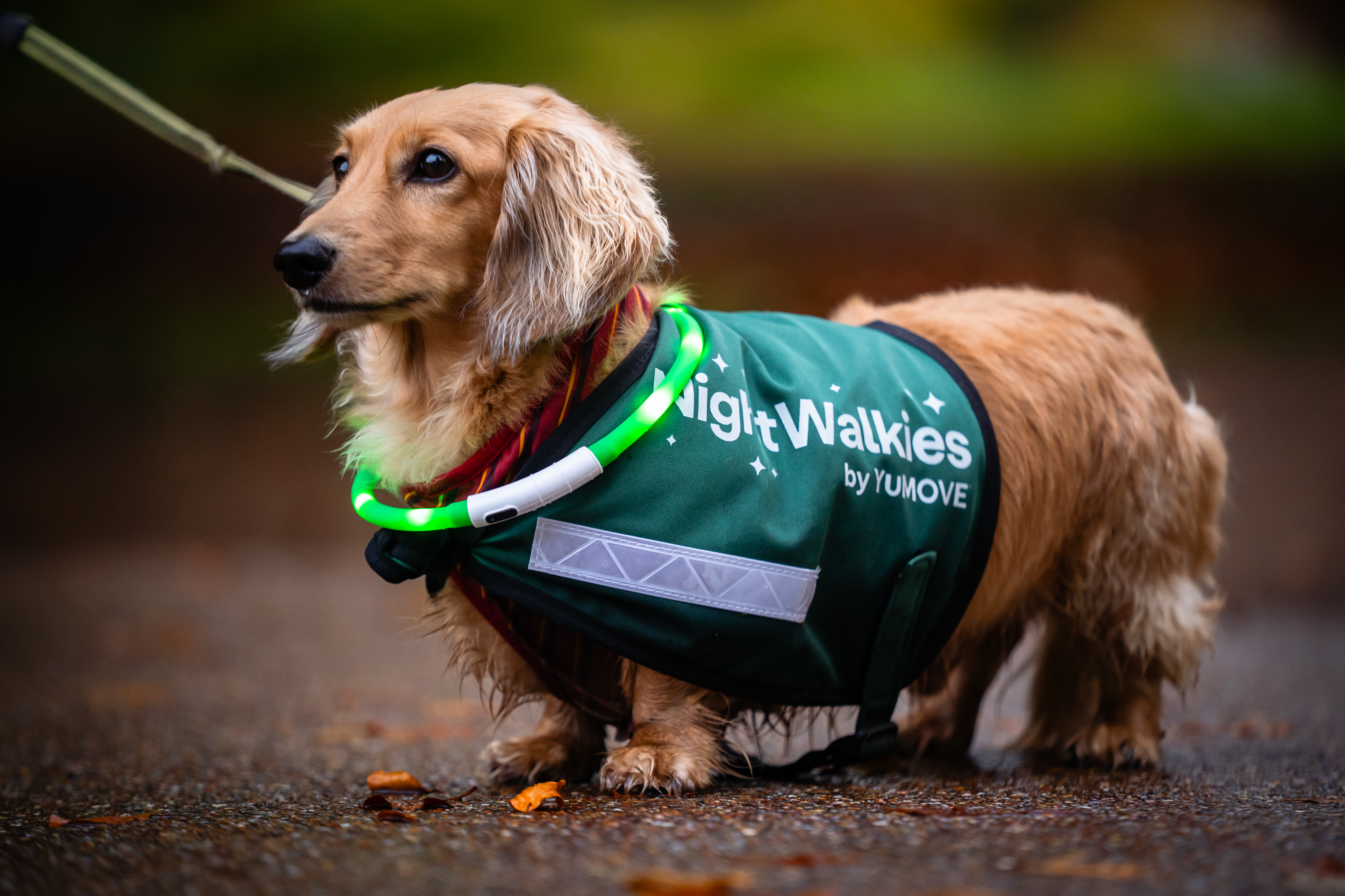 A golden-brown long-haired dachshund wearing a reflective green "NightWalkies by YuMOVE" vest and glowing green collar.