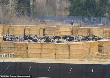 Hundreds of ostriches were wrangled inside a pen on the farm Thursday