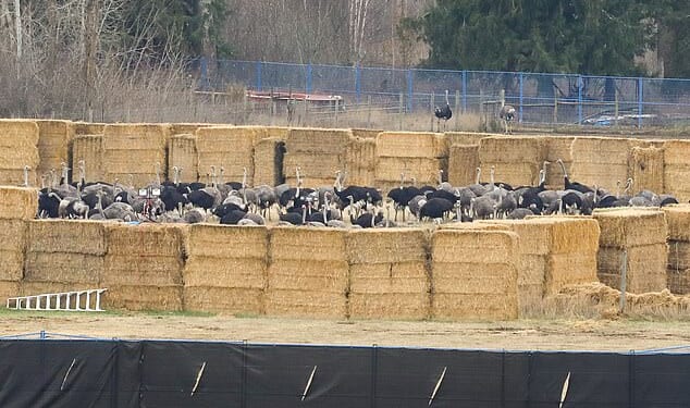 Hundreds of ostriches were wrangled inside a pen on the farm Thursday