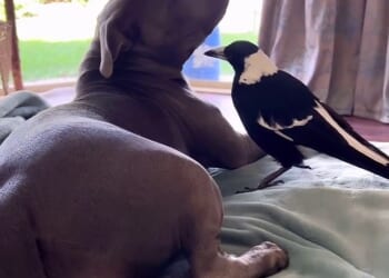 The unlikely friends became famous after their antics were shared online