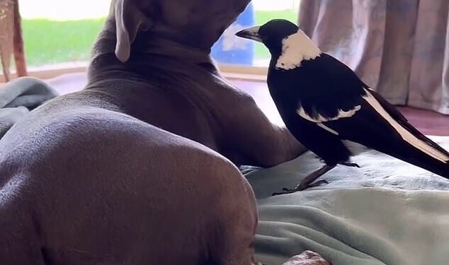 The unlikely friends became famous after their antics were shared online