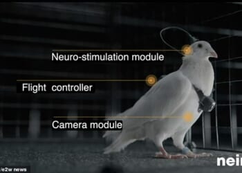The birds can be steered remotely in real time, with operators able to upload flight commands by stimulating targeted regions of the brain