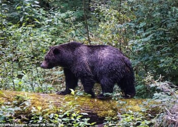 A grizzly bear attacked a group of primary school students and teachers in Canada , leaving 11 people injured (stock image)