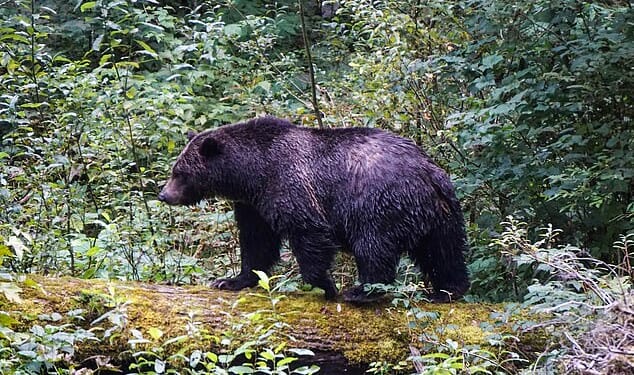 A grizzly bear attacked a group of primary school students and teachers in Canada , leaving 11 people injured (stock image)