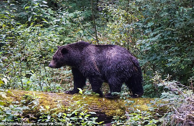 A grizzly bear attacked a group of primary school students and teachers in Canada , leaving 11 people injured (stock image)