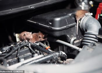 The nation's motorists are being warned to be extra vigilant of rats this winter, with a rise in infestations predicted as a result of an unusually high acorn season