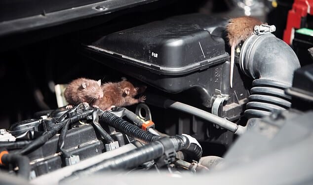 The nation's motorists are being warned to be extra vigilant of rats this winter, with a rise in infestations predicted as a result of an unusually high acorn season