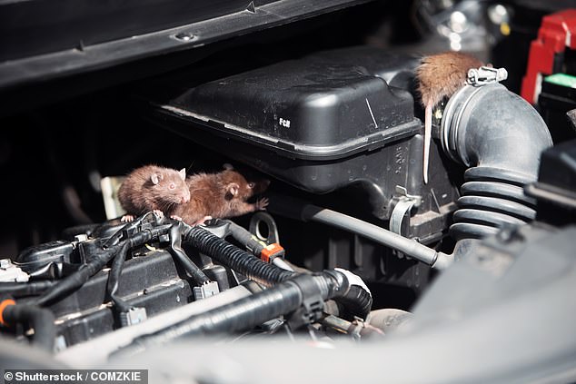 The nation's motorists are being warned to be extra vigilant of rats this winter, with a rise in infestations predicted as a result of an unusually high acorn season