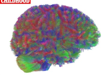 Revealed: The five key stages of the human brain - with the 'adolescent' phase lasting until age 32