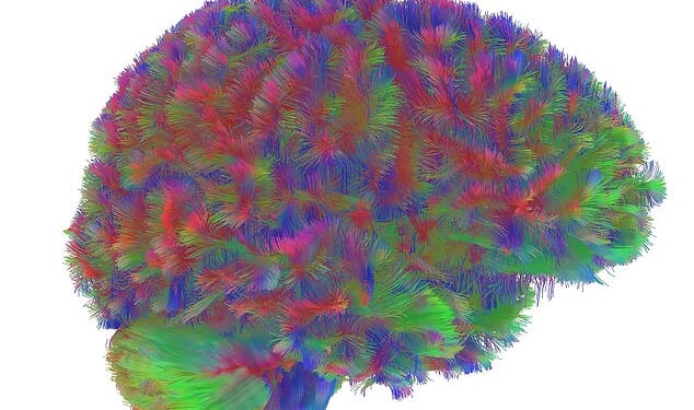 Revealed: The five key stages of the human brain - with the 'adolescent' phase lasting until age 32