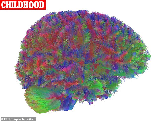 Revealed: The five key stages of the human brain - with the 'adolescent' phase lasting until age 32