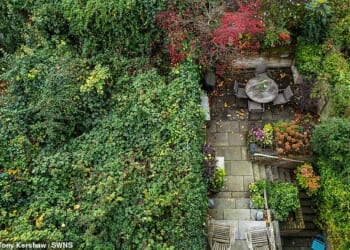 Japanese knotweed, the perilously-invasive plant which tunnels its way into foundations, brickwork and concrete, has turned Nicholas Halbritter's house into a jungle. His garden is pictured left, with a neighbour's garden right