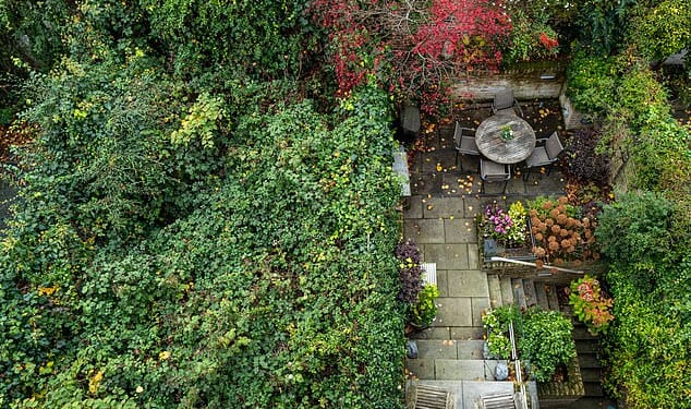 Japanese knotweed, the perilously-invasive plant which tunnels its way into foundations, brickwork and concrete, has turned Nicholas Halbritter's house into a jungle. His garden is pictured left, with a neighbour's garden right