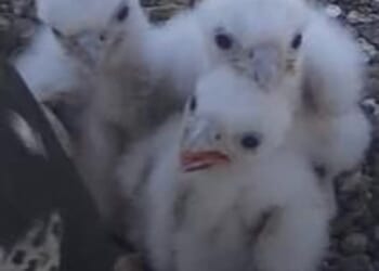 Bird lovers were delighted earlier this year when they watched three chicks successfully hatch on the Worcester Cathedral's YouTube livestream