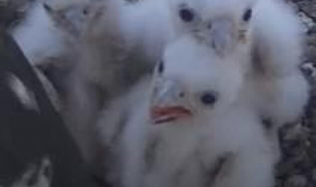Bird lovers were delighted earlier this year when they watched three chicks successfully hatch on the Worcester Cathedral's YouTube livestream
