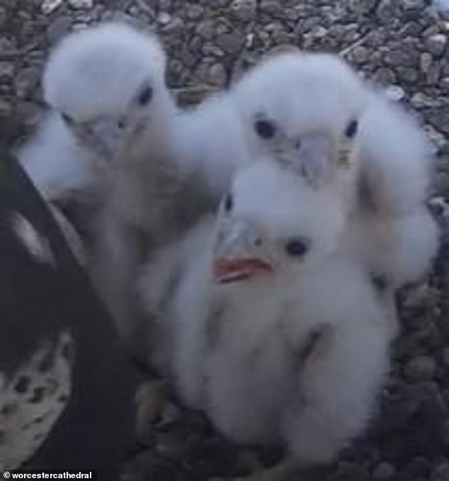 Bird lovers were delighted earlier this year when they watched three chicks successfully hatch on the Worcester Cathedral's YouTube livestream