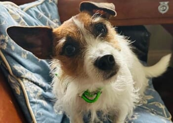 Two-year-old Jack Russell terrier Maud waiting patiently for a walk in Tom Parker Bowles’ office