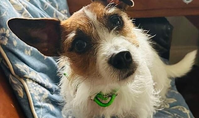 Two-year-old Jack Russell terrier Maud waiting patiently for a walk in Tom Parker Bowles’ office