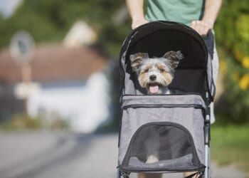 Tax incentives won’t solve the declining birth rate | Craig Drake