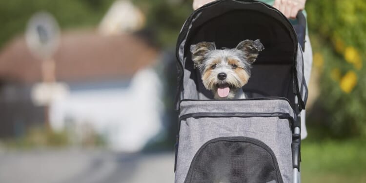 Tax incentives won’t solve the declining birth rate | Craig Drake