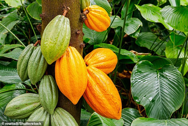 Cacao plants can only grow within approximately 20 degrees north and south of the equator - and they thrive under specific conditions such as high humidity and abundant rain