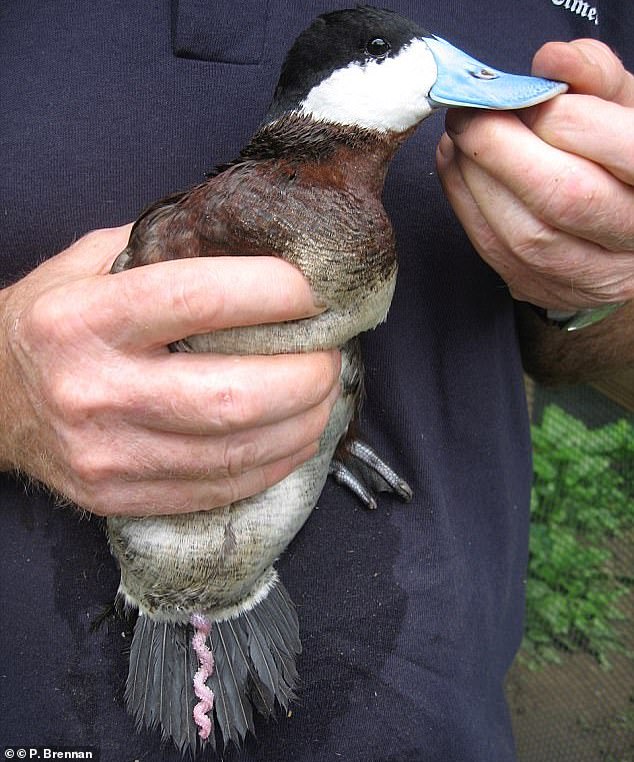 Male ducks are infamous for their bizarre penises (pictured), which are corkscrew-shaped