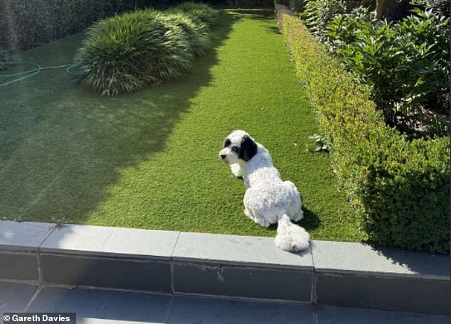 Content: Gareth Davies' dog Logan relaxing on the artificial garden lawn