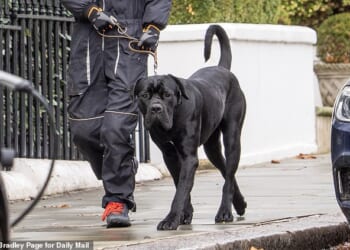 Pictured: The Cane Corso that attacked Tom Parker Bowles's two-year-old Jack Russell
