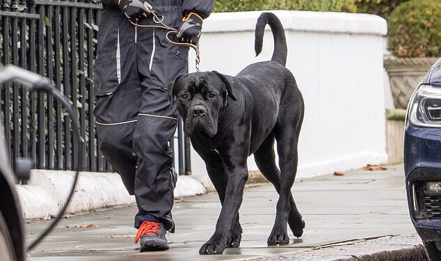 Pictured: The Cane Corso that attacked Tom Parker Bowles's two-year-old Jack Russell