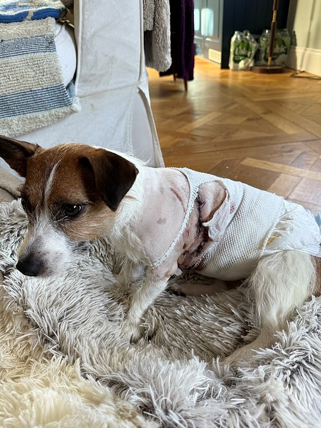 Little Maud is recovering at home from her gruesome injuries after the attack in London's Kensington