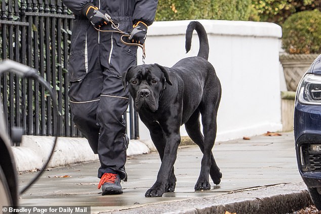 Pictured: The Cane Corso that attacked Tom Parker Bowles's two-year-old Jack Russell