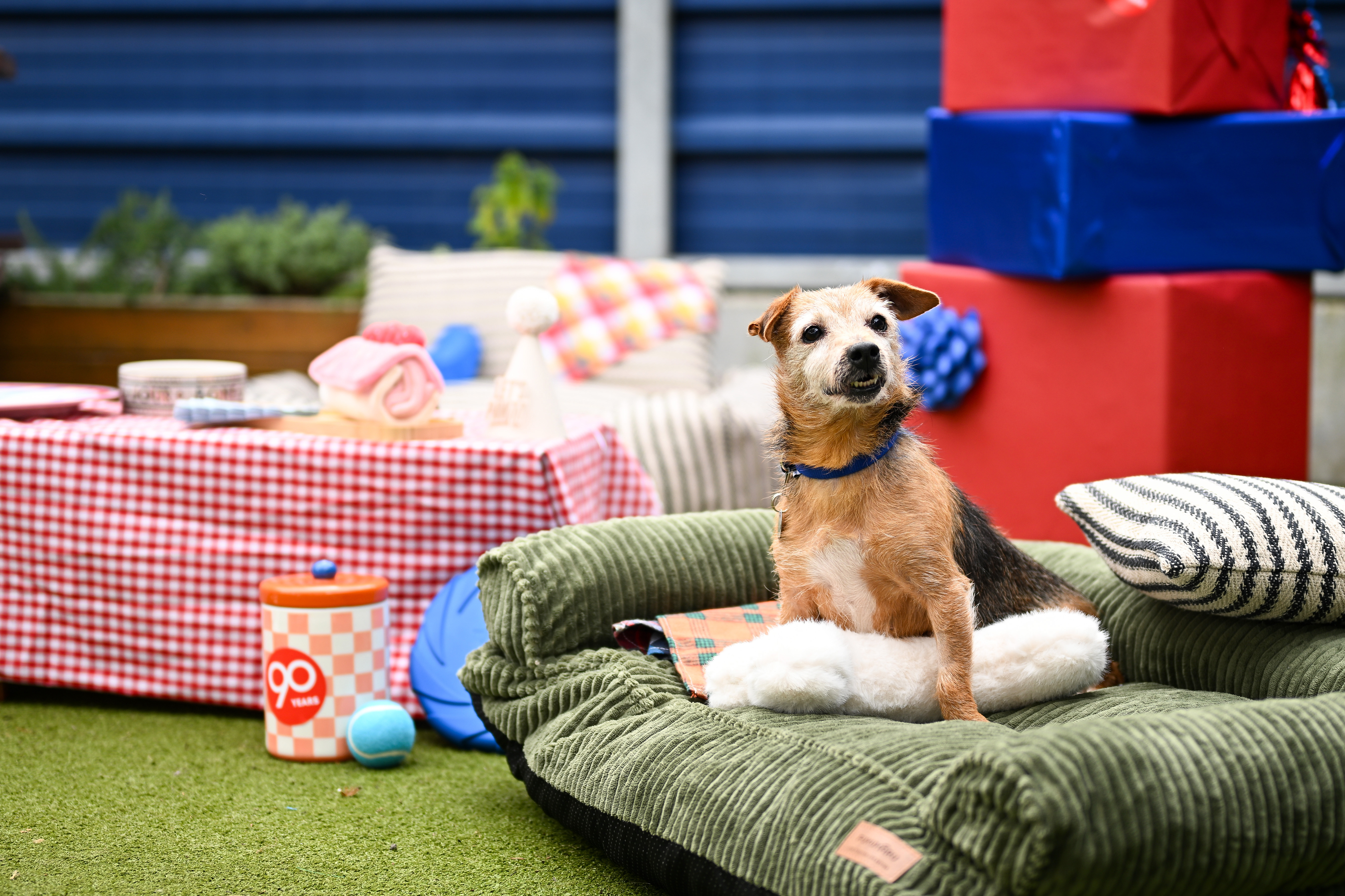 A resident dog in a dog bed at Battersea Dogs & Cats Home.