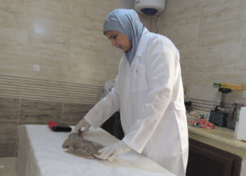 To save angel sharks, Libyan biologist collaborates with fishers