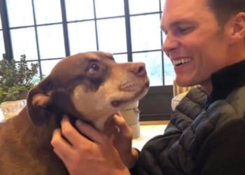 Tom Brady raised eyebrows when he revealed his current dog, Junie, is a clone of his late dog, Lua, who died in 2023.