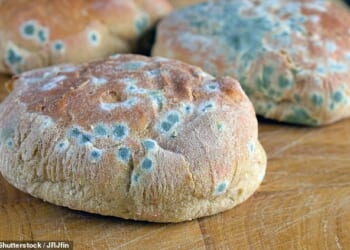 Because bread is porous, mould structures are able to grow throughout it and not just on the surface