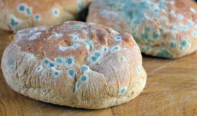 Because bread is porous, mould structures are able to grow throughout it and not just on the surface