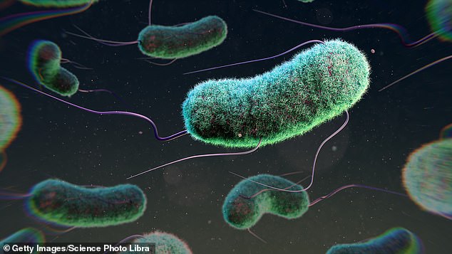 The most famous meat contaminant is Escherichia coli - or E coli (pictured) - a common beef contaminant that produces a toxin which can cause severe gastrointestinal illness