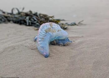 An urgent warning has been issued after several deadly sea creatures known as 'floating terrors,' were found washed up on a popular Welsh beach