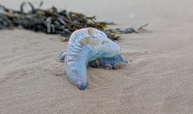 An urgent warning has been issued after several deadly sea creatures known as 'floating terrors,' were found washed up on a popular Welsh beach