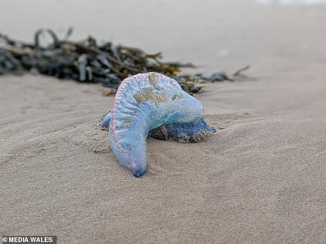 An urgent warning has been issued after several deadly sea creatures known as 'floating terrors,' were found washed up on a popular Welsh beach