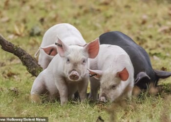 Piglets roaming in the New Forest National Park. An animals rights campaigned claims the animals are being chased down roads by visitors who 'leap out of their cars' to look at the pigs