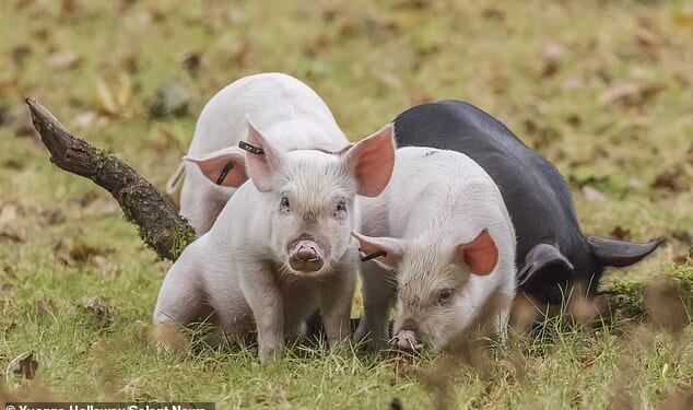 Piglets roaming in the New Forest National Park. An animals rights campaigned claims the animals are being chased down roads by visitors who 'leap out of their cars' to look at the pigs