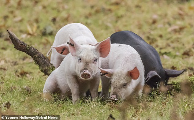 Piglets roaming in the New Forest National Park. An animals rights campaigned claims the animals are being chased down roads by visitors who 'leap out of their cars' to look at the pigs