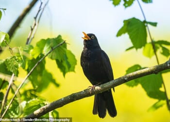 Where have all the blackbirds gone? The alarming truth about the missing birds and the killer virus that's decimating their numbers: SIMON BARNES