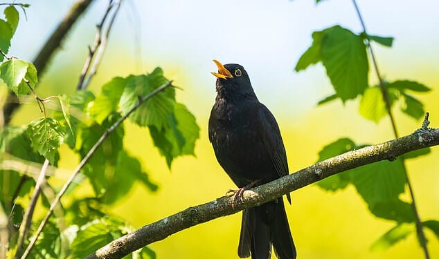 Where have all the blackbirds gone? The alarming truth about the missing birds and the killer virus that's decimating their numbers: SIMON BARNES