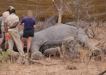 Members of the Zimbabwe National Parks and veterinarians examine the bull elephant, capturing data on the size and weight of the animal