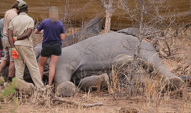 Members of the Zimbabwe National Parks and veterinarians examine the bull elephant, capturing data on the size and weight of the animal