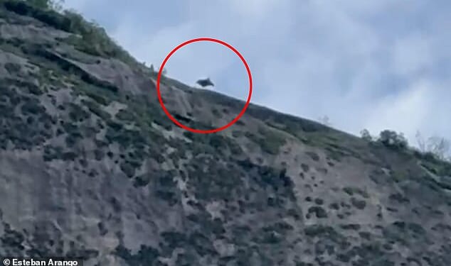 This is the heart-stopping moment a base jumper slammed into a cliff face and spiralled out of control ¿ coming within seconds of death before his parachute miraculously deployed